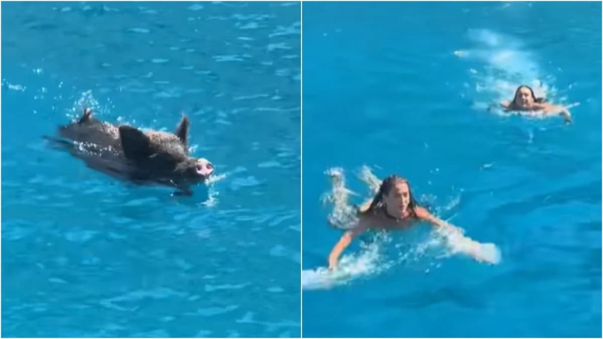Jabalí persigue a turistas en Ítaca – Video