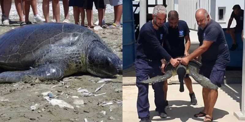 «Pieros» Returns: Sea Turtle Released Back into the Sea After Recovery