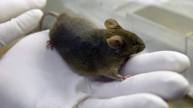 Iraq Denies Rodents Ate Trillions of Dinars in Central Bank