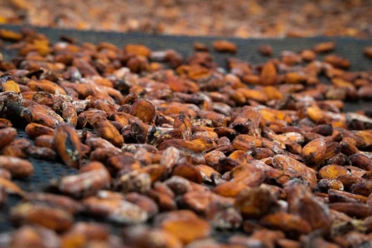 Cártel del Cacao: Aumento del Contrabando e Impacto Económico