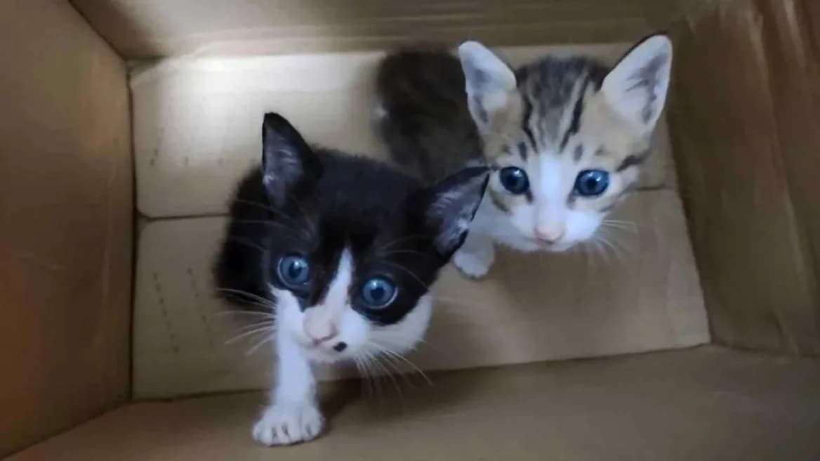 International Cat Torture Ring Exposed: Adoptions for Abuse