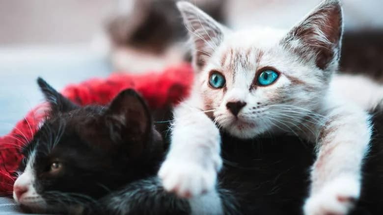 BBC: Διεθνές κύκλωμα βασανίζει και σκοτώνει γάτες – Χιλιάδες βίντεο online