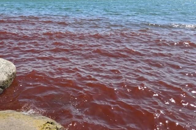 Κόκκινες κηλίδες στη Θάλασσα της Γαλιλαίας: Φυσικό φαινόμενο