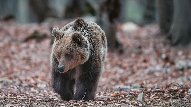 Florina: Fahrzeug erfasst und tötet Bär
