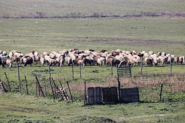€63 Million Support for Livestock Farmers Due to Zoonoses