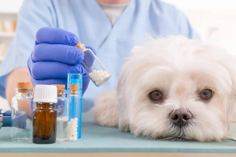 Veterinarios reaccionan a la prohibición de medicamentos contra el cáncer para animales en Chipre
