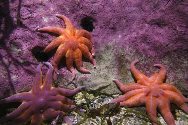 Επιστήμονες έλυσαν το μυστήριο πίσω από τον θάνατο δισεκατομμυρίων αστεριών