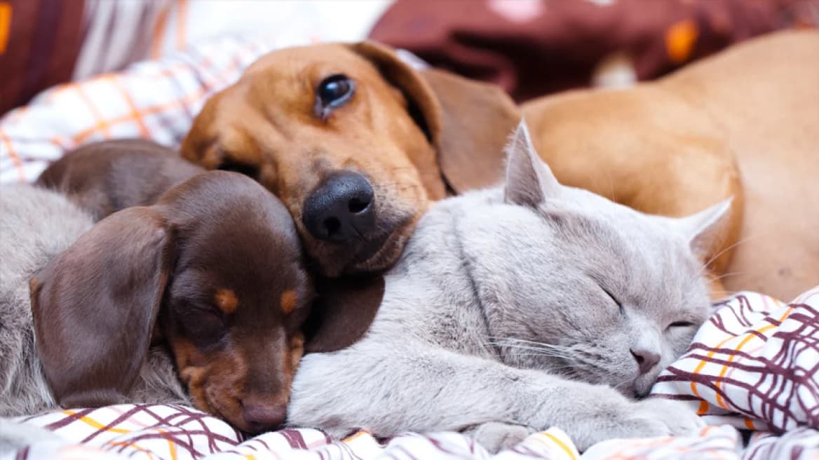 Asociación Veterinaria Indignada por la Prohibición de Medicamentos contra el Cáncer para Animales