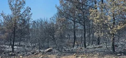 Cyprus Union of Journalists Calls for Answers on Limassol Fires