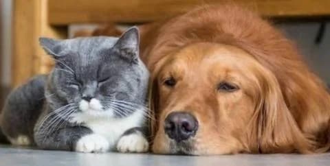 Cyprus Veterinary Association Protests Cancer Drug Ban for Animals