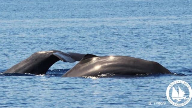 Escena rara en Ikaria: Buceo profundo de cachalotes