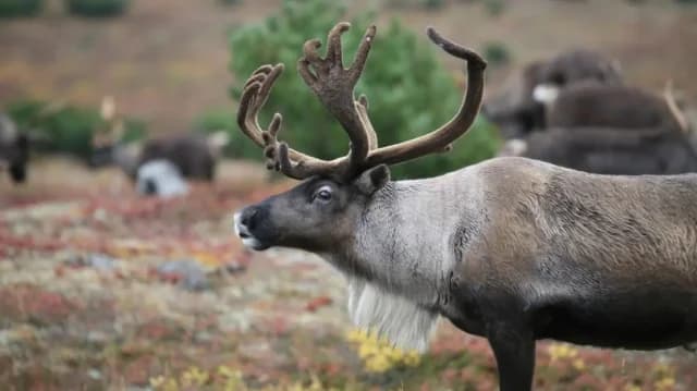 Finlandia: Renos Víctimas de la Ola de Calor