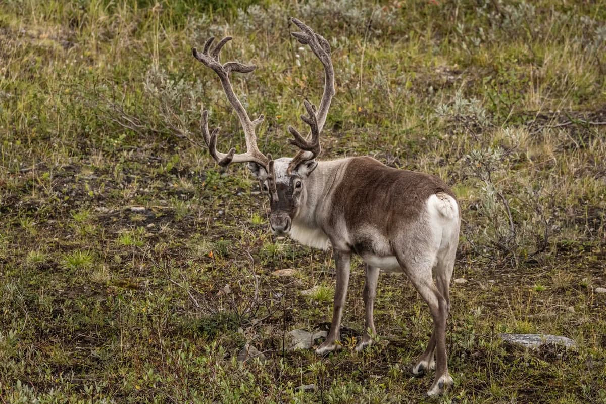 Finlandia: Muerte de renos por ola de calor récord