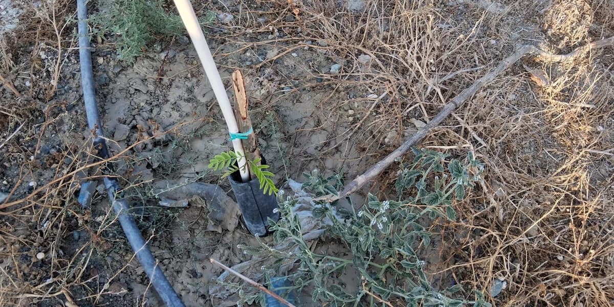 Larnaca Municipality Condemns Vandalism of Trees Near School