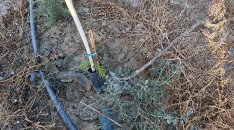 Vandalism of Trees Near Vergina High School – Larnaca Municipality Appeals for Information