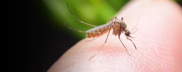 Απομάκρυνση ζώων και εντόμων χωρίς παγίδες και δηλητήρια