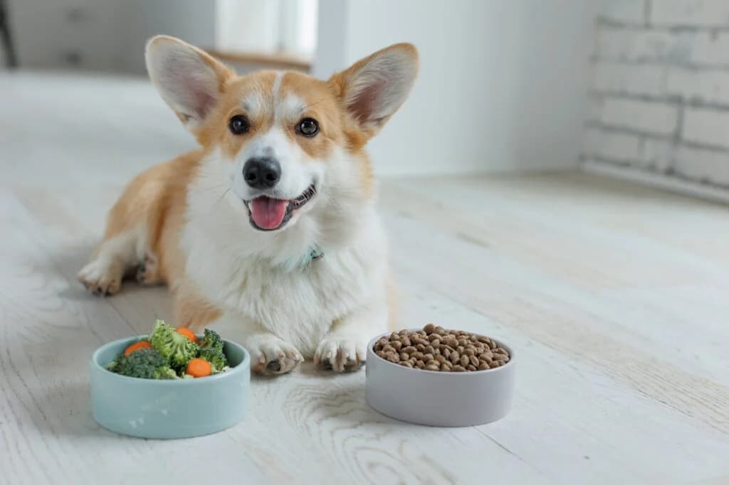 Perro: Alimentos que previenen el cáncer, según expertos