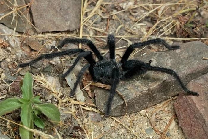 ¿Por qué esta tarántula tiene un pene tan largo? Para evitar el canibalismo