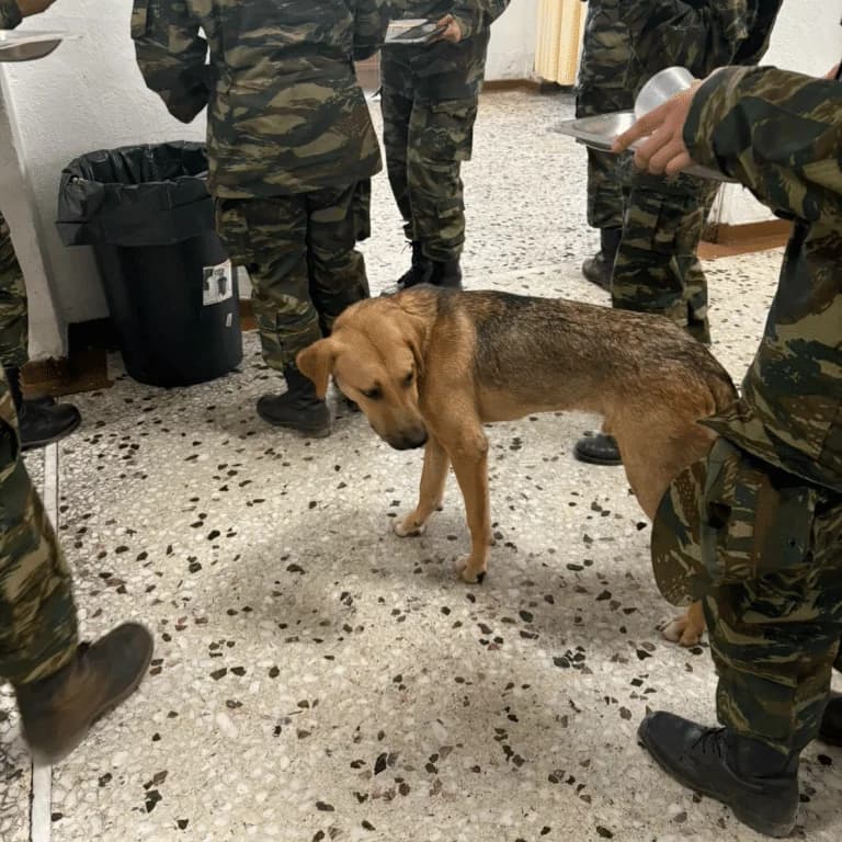Diecisiete perros en condiciones extremas en KETTH Avlona