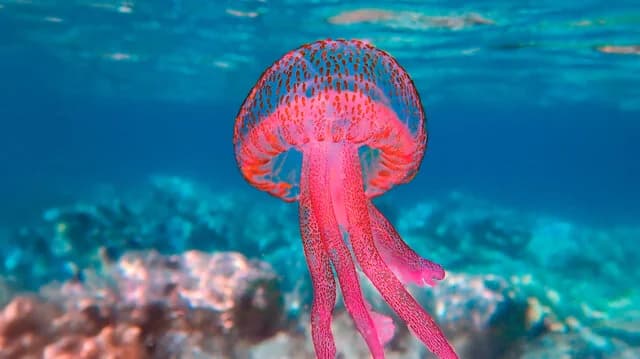 Medusas púrpura extendiéndose a Cícladas y Golfo de Corinto - Mapa en vivo
