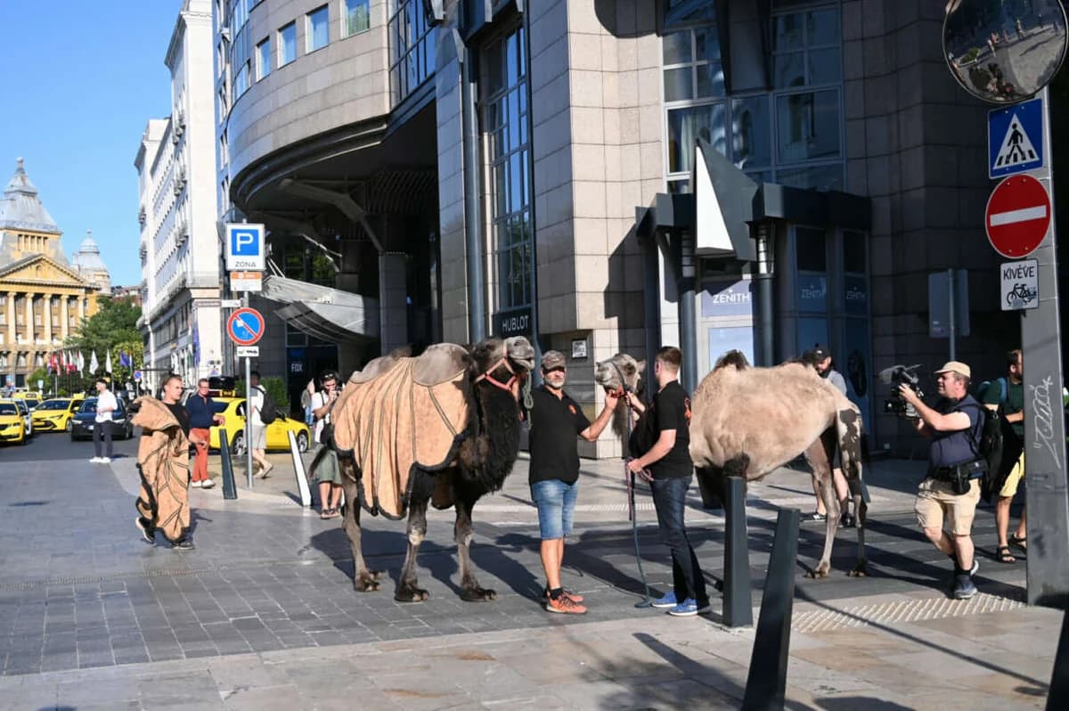Camels in Budapest Streets to Protest Drought