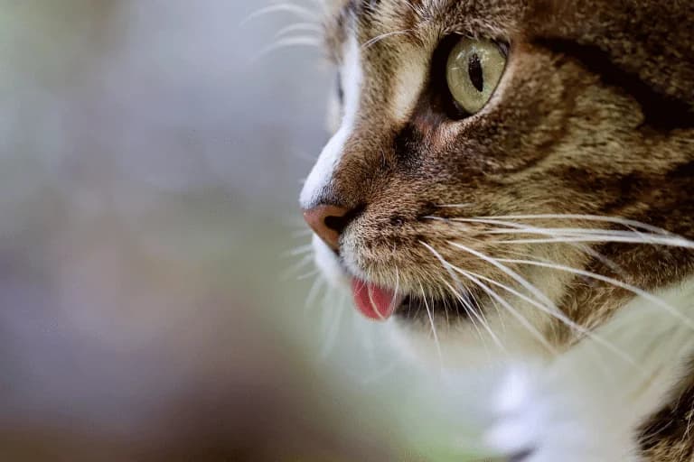 世界猫日：庆祝您的猫科动物的提示