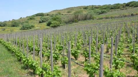 Επιπτώσεις αλλά όχι καταστροφή στα αμπέλια από την πυρκαγιά στη Λεμεσό – Νέο σχέδιο στήριξης