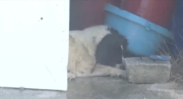 Keratea: Polizei und Freiwillige retten Hunde vor Feuer