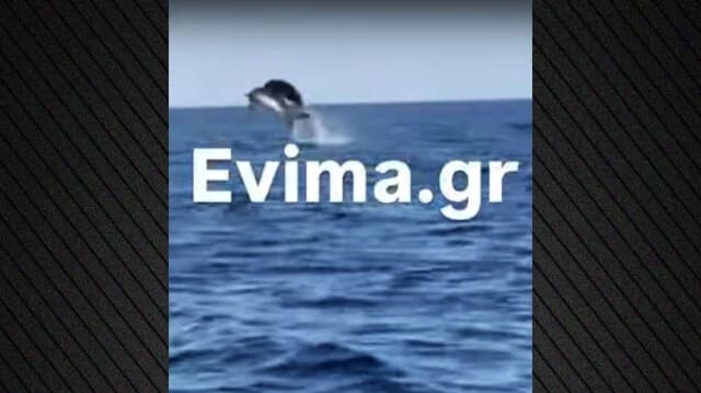 Delfine bieten einzigartiges Schauspiel in Evia – Video