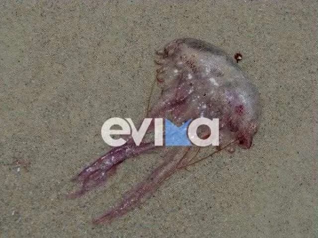 埃维亚岛：海滩上出现紫色水母 - 被蜇后该怎么办