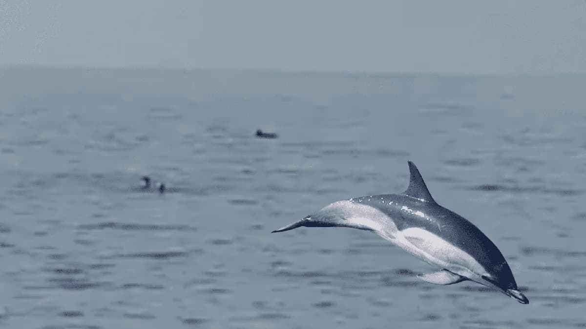 Delfine schwimmen in der Nähe von Badegästen in Paphos