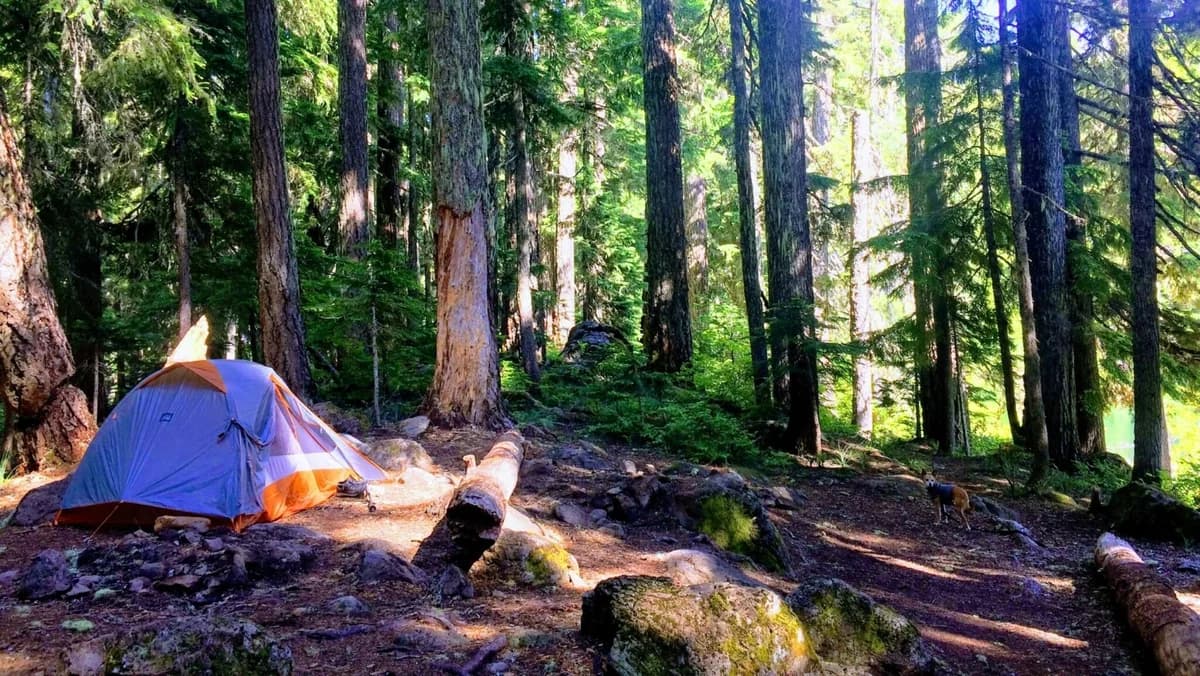 Camping Ban in State Forests – Strict Penalties