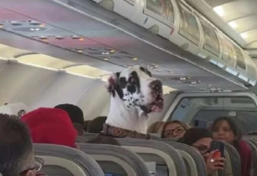 Riesiger Hund geht auf Flug viral