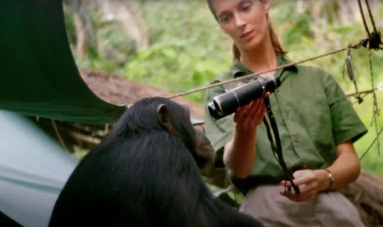 Jane Goodall: Die Forschung, die unsere Sicht auf Schimpansen veränderte