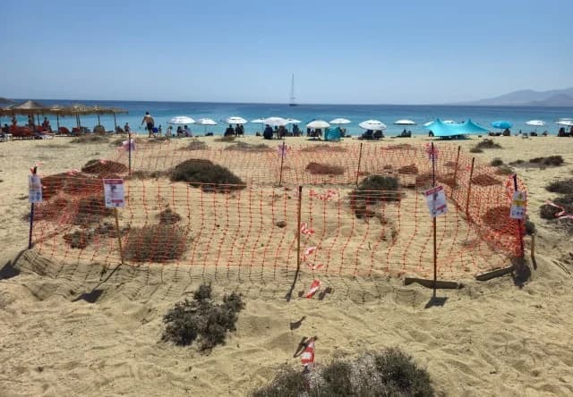 Δεύτερη φωλιά θαλάσσιας χελώνας εντοπίστηκε στη Νάξο