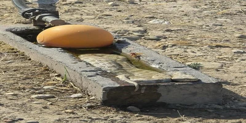 Viper Found in Water Trough in Paphos