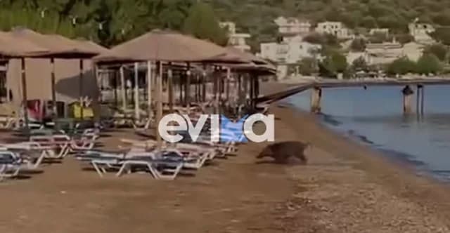 Jabalí se baña en una playa de Evia - Mira el video