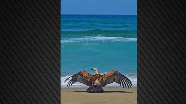 Crete: Rare Vulture Found Exhausted on Chania Beach
