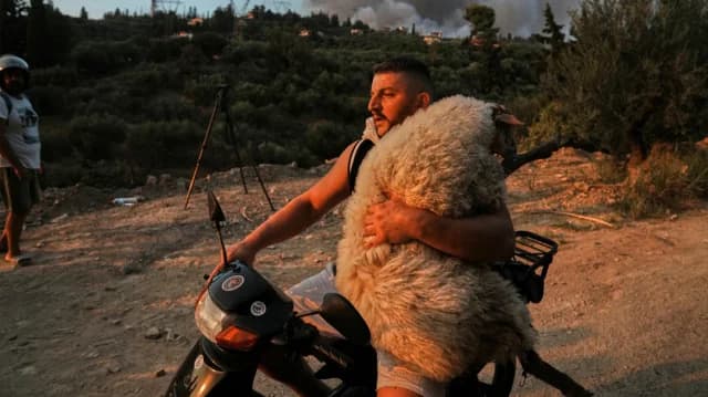 Touching Animal Rescues Amidst Achaia Fires