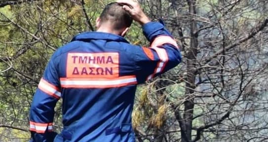 High Risk of Forest Fires – Warning from the Department of Forests