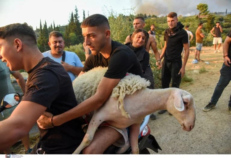 Operación de Rescate Animal en Patras Después de los Incendios