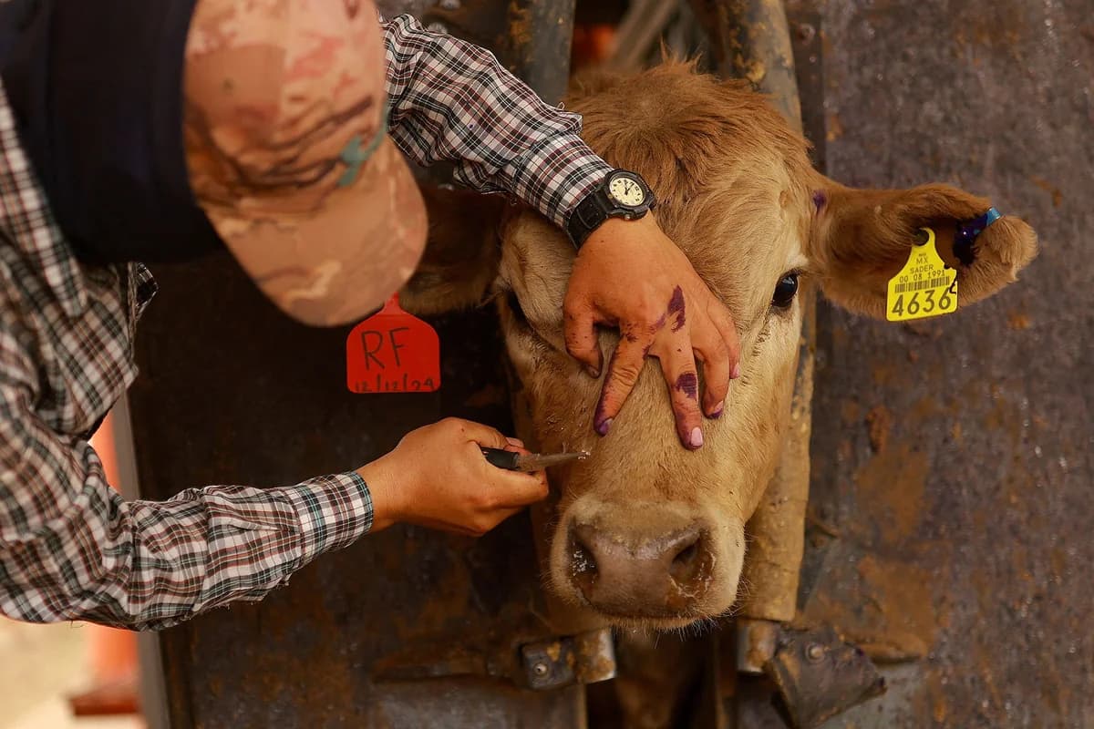Alarm in US – Mexico Over Flesh-Eating Fly Threatening Livestock