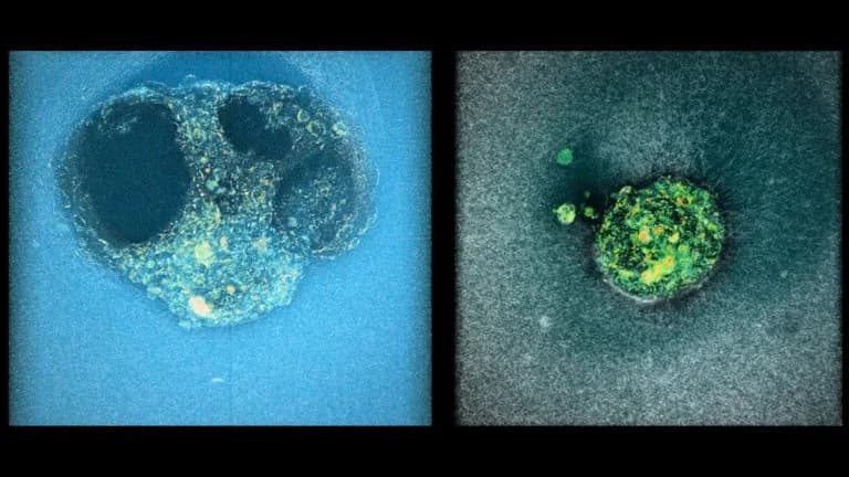 IBEC-Forschung: 3D-Bildgebung der menschlichen Embryonenimplantation gibt Hoffnung für Fruchtbarkeitsbehandlungen