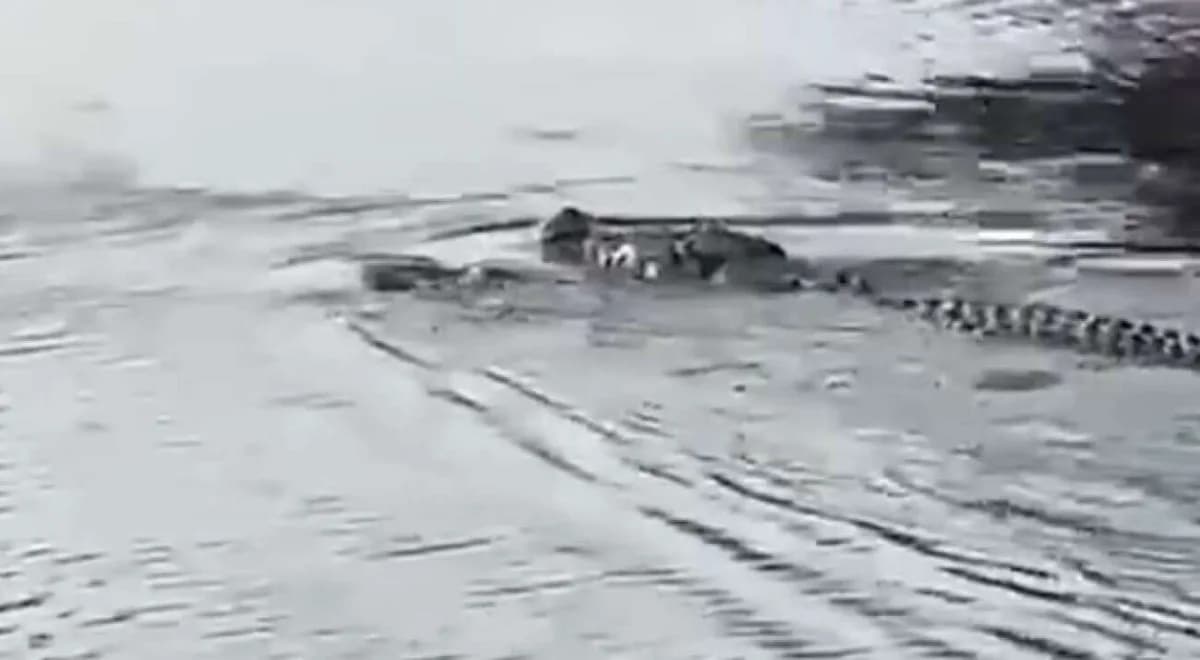אינדונזיה: תנין הרג גבר בן 53 בנהר