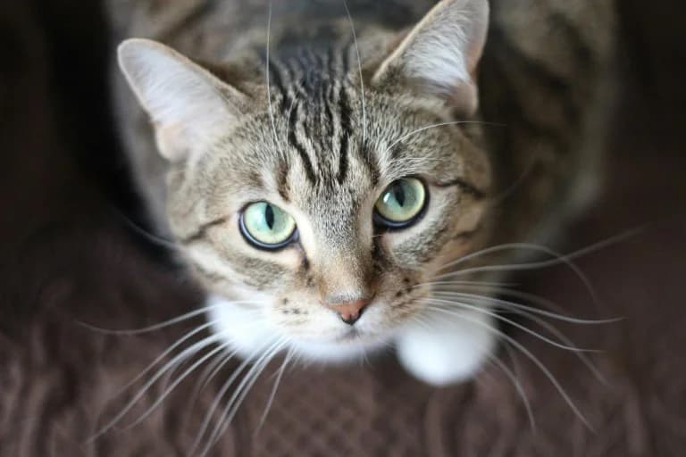 猫的痴呆症：与阿尔茨海默病的相似之处