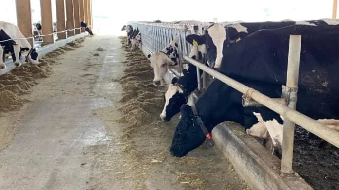 Veterinärdienste: Rindfleischkonsum in Zypern sicher