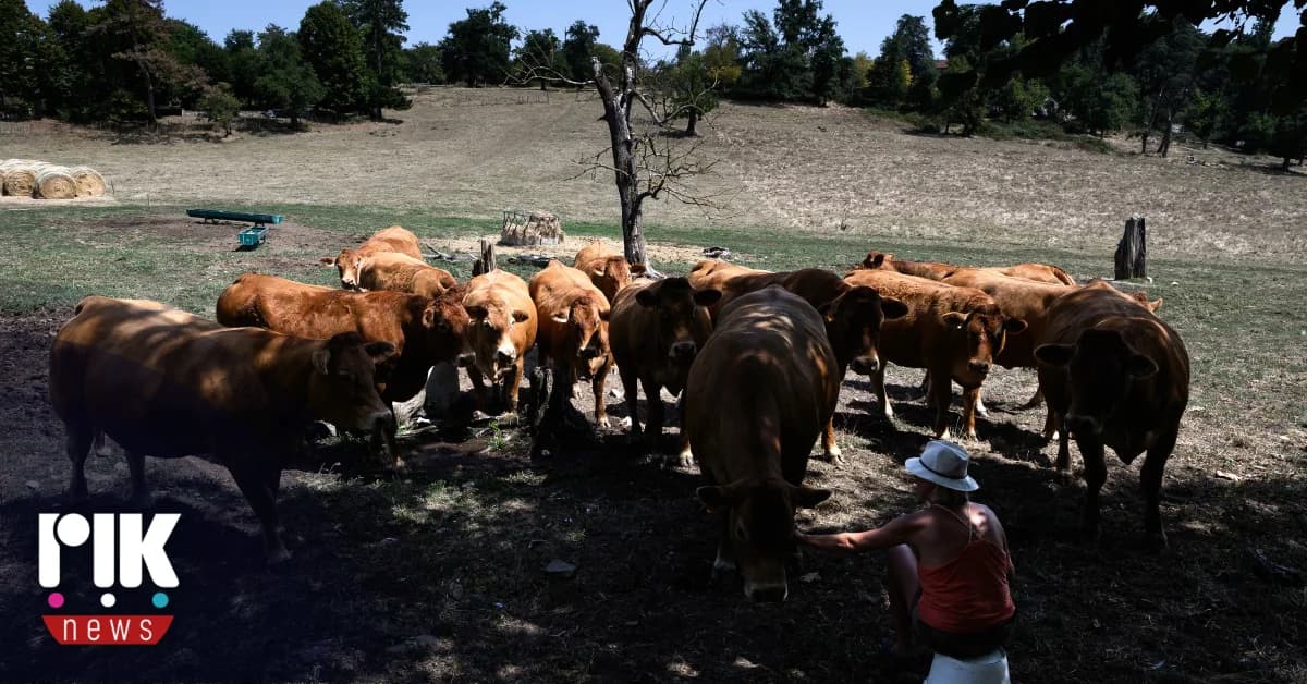 Servicios Veterinarios: No hay riesgo por el consumo de carne de res en Chipre