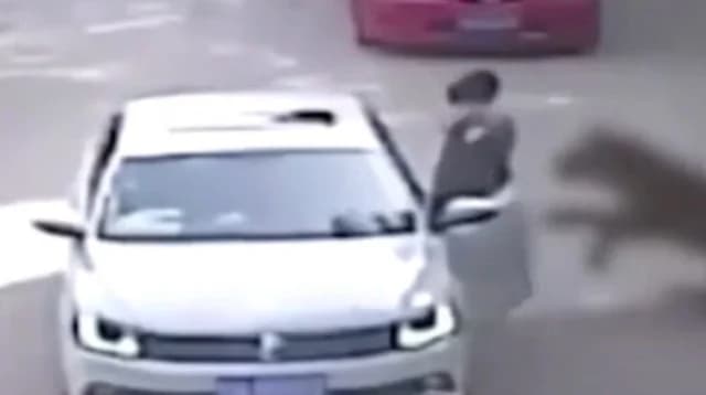 Шок в Китае: тигр напал на женщину в сафари-парке