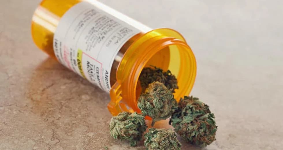 Zypern: Anstieg der Cannabisbeschlagnahmungen – 588 kg in 8 Monaten