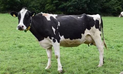  সতর্কতা: After "mad cow" case